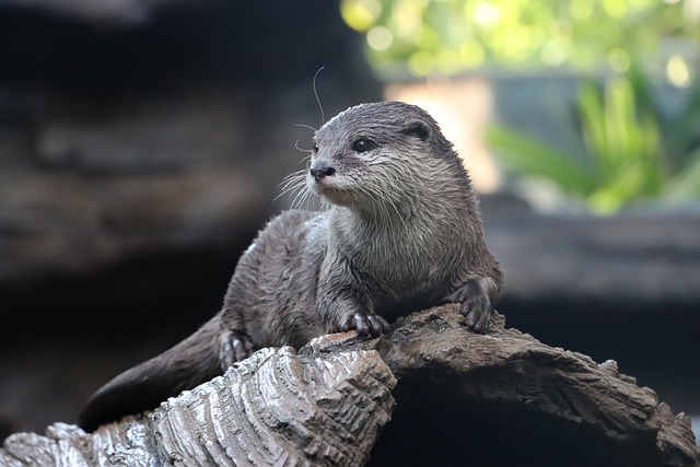 Otter