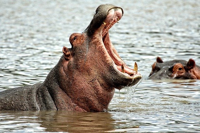 gähnendes Hippo